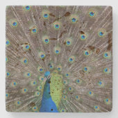 Mooie Peacock Stenen Onderzetter (Voorkant)