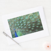 Mooie Peacock-stickers Rechthoekige Sticker (Envelop)
