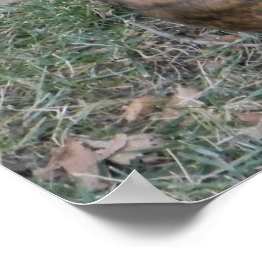 Mooie peerboksgemuis poster (Hoek)