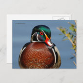 Mooie Pensive Wood Duck in Marsh Briefkaart (Voorkant / Achterkant)
