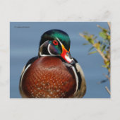 Mooie Pensive Wood Duck in Marsh Briefkaart (Voorkant)