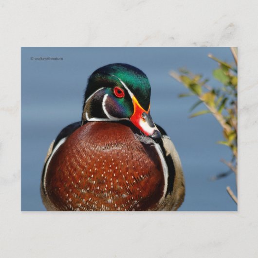 Mooie Pensive Wood Duck in Marsh Briefkaart (Voorkant)