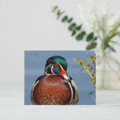 Mooie Pensive Wood Duck in Marsh Briefkaart (Staand voorkant)