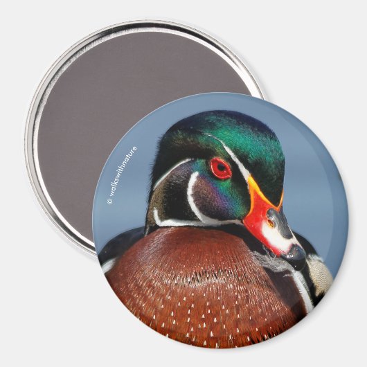 Mooie Pensive Wood Duck in Marsh Magneet (Voorkant / Achterkant)