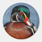 Mooie Pensive Wood Duck in Marsh Magneet (Voorkant)