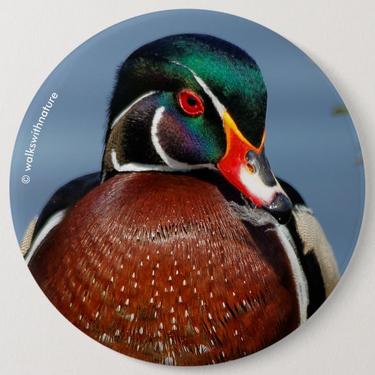 Mooie Pensive Wood Duck in Marsh Ronde Button 6,0 Cm (Voorkant)