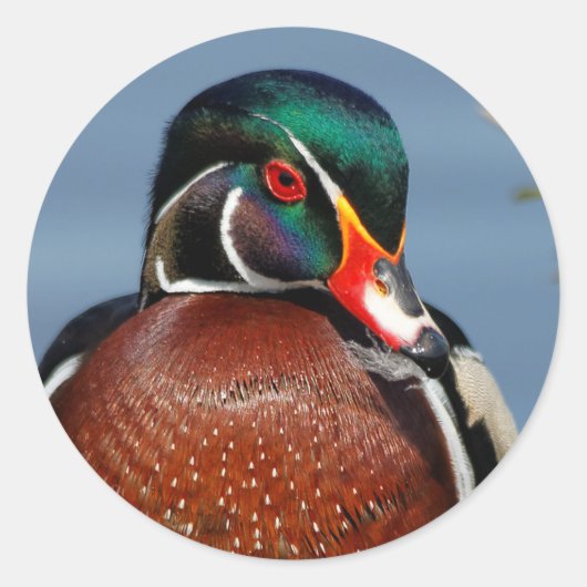 Mooie Pensive Wood Duck in Marsh Ronde Sticker (Voorkant)