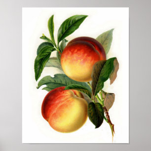 Mooie Perziken Poster