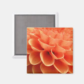 Mooie perzikkleurige Dahlia Flower Petals Magneet (Voorkant / Achterkant)