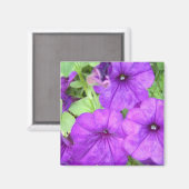 Mooie Petunia magneet (Voorkant / Achterkant)