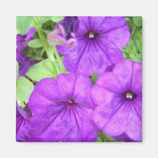 Mooie Petunia magneet (Voorkant)
