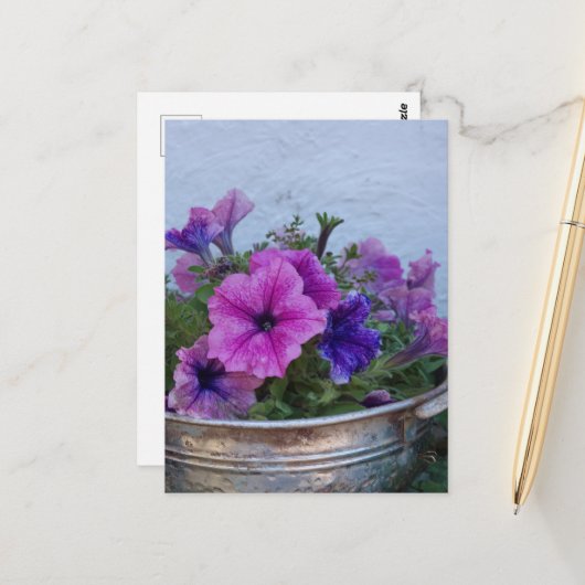 Mooie Petunia's Briefkaart (Voorkant / Achterkant in situ)