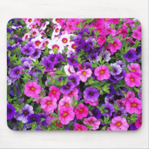 Mooie Petunia's