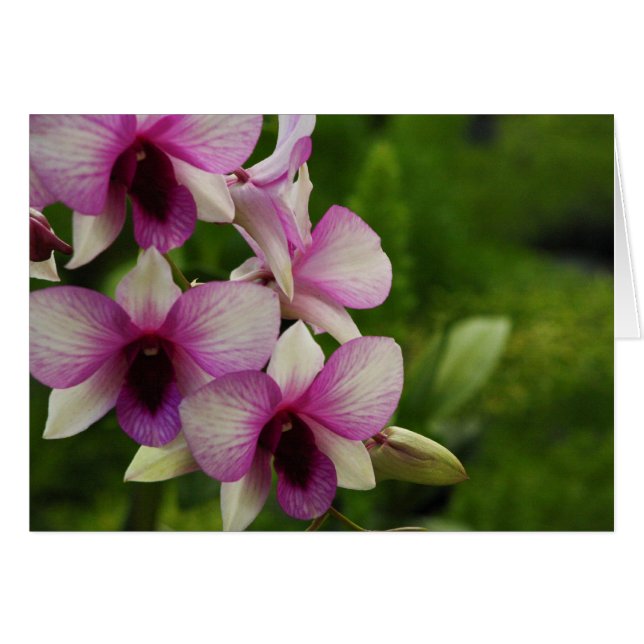 Mooie Phalaenopsis (Voorkant Horizontaal)