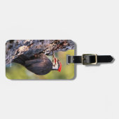 Mooie pileated Woodpecker op de boom Bagagelabel (Voorkant horizontaal)