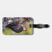 Mooie pileated Woodpecker op de boom Bagagelabel (Achterkant horizontaal)