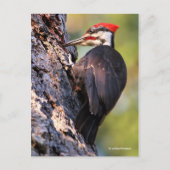 Mooie pileated Woodpecker op de boom Briefkaart (Voorkant)