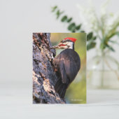 Mooie pileated Woodpecker op de boom Briefkaart (Staand voorkant)