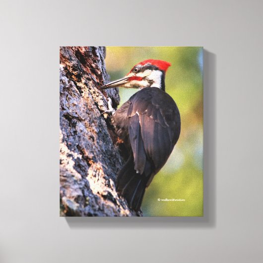 Mooie pileated Woodpecker op de boom Canvas Afdruk (Voorkant)