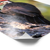 Mooie pileated Woodpecker op de boom Foto Afdruk (Hoek)