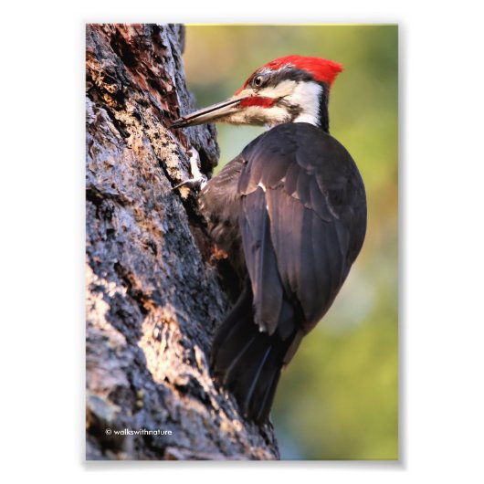Mooie pileated Woodpecker op de boom Foto Afdruk (Voorkant)