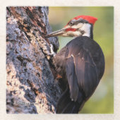 Mooie pileated Woodpecker op de boom Glazen Onderzetter (Voorkant)