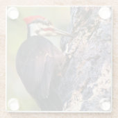 Mooie pileated Woodpecker op de boom Glazen Onderzetter (Achterkant)