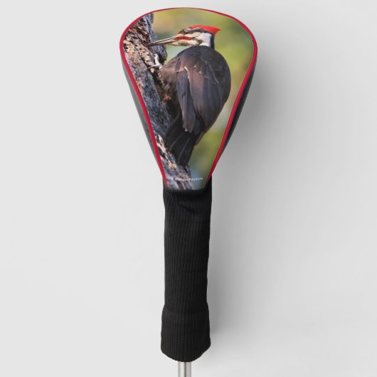 Mooie pileated Woodpecker op de boom Golfheadcover (Voorkant)