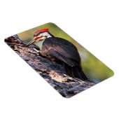 Mooie pileated Woodpecker op de boom Magneet (Rechterzijde)
