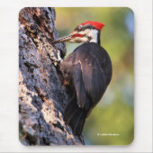 Mooie pileated Woodpecker op de boom Muismat (Voorkant)