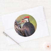 Mooie pileated Woodpecker op de boom Ronde Sticker (Envelop)