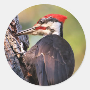 Mooie pileated Woodpecker op de boom Ronde Sticker