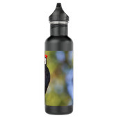 Mooie pileated Woodpecker op de boom Waterfles (Rechts)