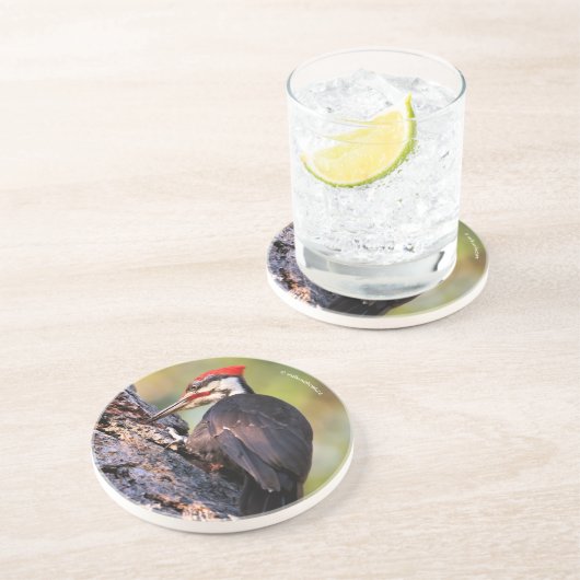 Mooie pileated Woodpecker op de boom Zandsteen Onderzetter (Zijkant)