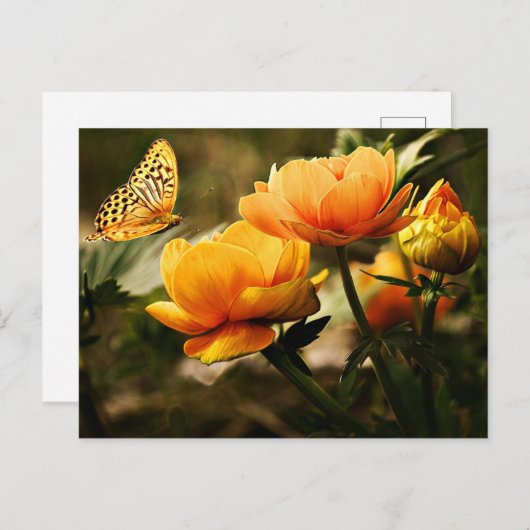 Mooie pinda's en vlinder briefkaart (Voorkant / Achterkant)