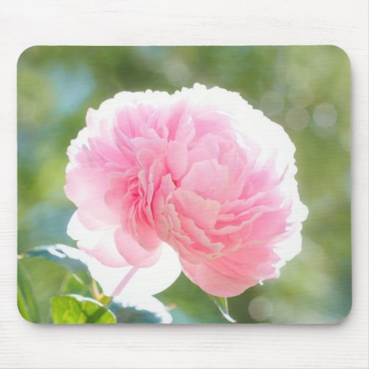 Mooie Pink Peony Flower in Sunlight Muismat (Voorkant)