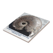 Mooie pirietammonietfossielen met beelden tegeltje (Zijkant)