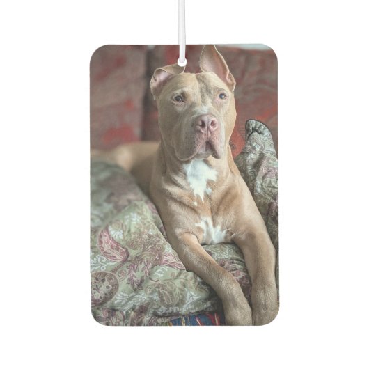 Mooie Pit Bull Luchtverfrisser (Voorkant)