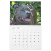 Mooie Pitbulls 2014 Dog Calendar Kalender (Mar 2027)