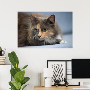 Mooie pluizige huiskat op grijze blauwe achtergron poster