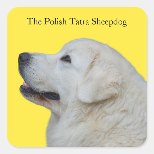 Mooie Polish Tatra Sheepdog Ras Sticker (Voorkant)