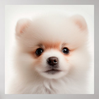Mooie Pomeranian Puppy Hondenportret Poster