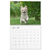 Mooie Pommershond Hondenmuur Kalender (Mar 2027)