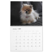Mooie Pommershond Hondenmuur Kalender (Jan 2027)
