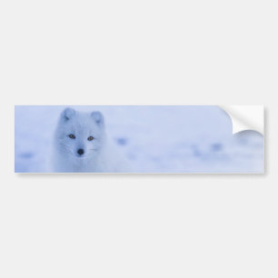 Mooie poolvos bumpersticker