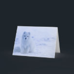 Mooie poolvos kaart<br><div class="desc">Het ontwerp bevat een foto van een poolvos op IJsland.</div>