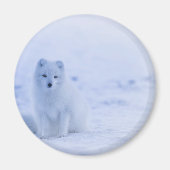 Mooie poolvos magneet (Voorkant)