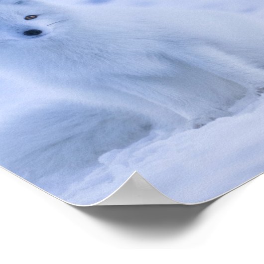 Mooie poolvos poster (Hoek)