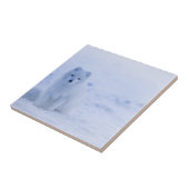 Mooie poolvos tegeltje (Zijkant)