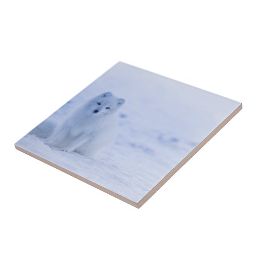 Mooie poolvos tegeltje (Zijkant)